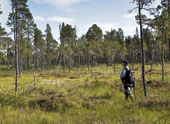 Fältarbetet innebär ensam vandring långt in i skogen. Det är viktigt att gps och mobil fungerar.