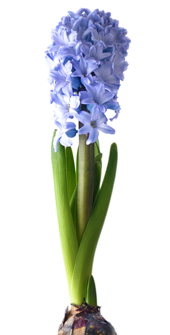 Hyacinten bör man inte ha på kontoret eftersom allergiker ofta reagerar på den. 