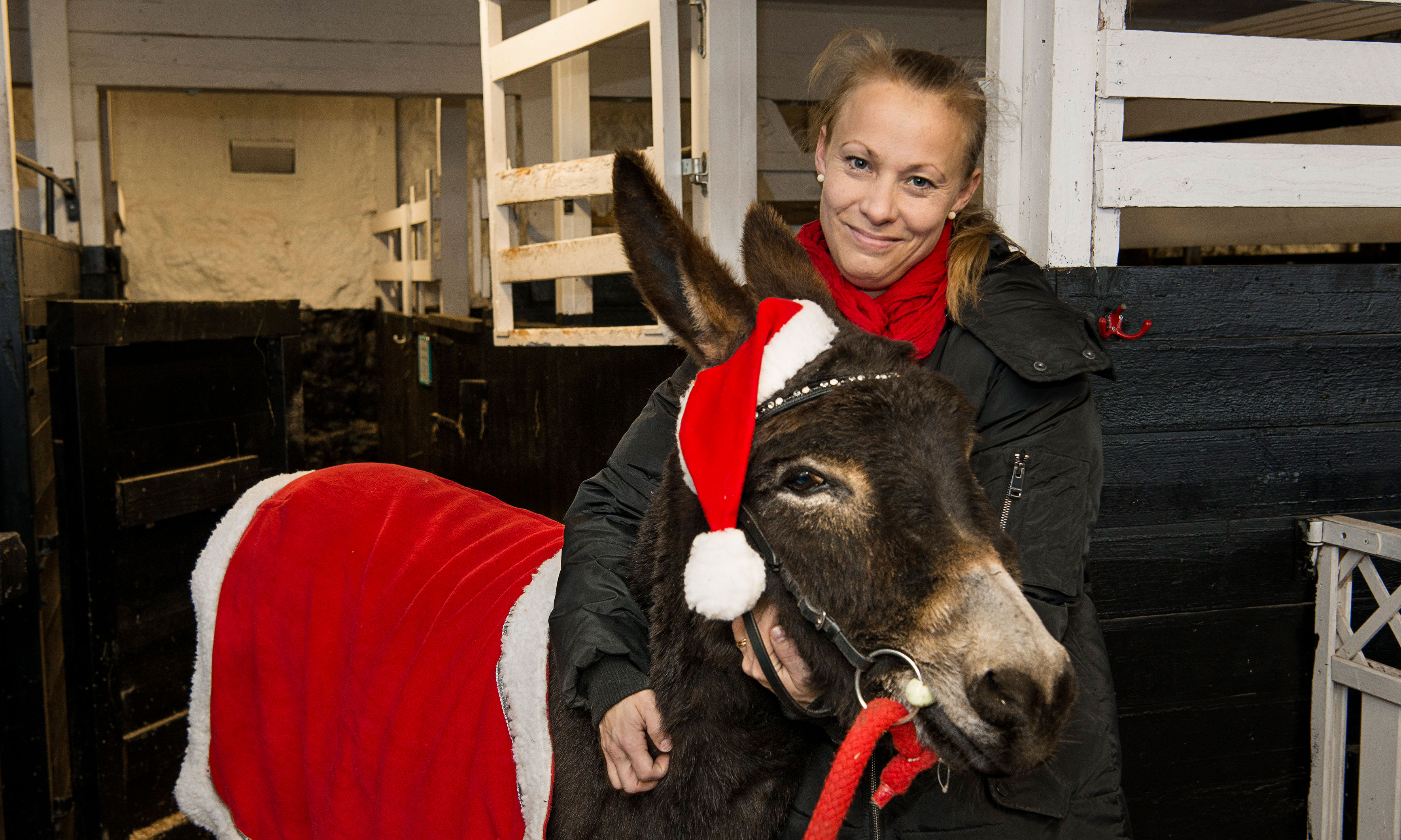 Åsnan Laban deltar i julspel i olika kyrkor. »Dessutom kan han göra vacker hov, bocka och spela fotboll,« berättar Jenny Karlsson, som tränar Laban tillsammans med sin dotter.