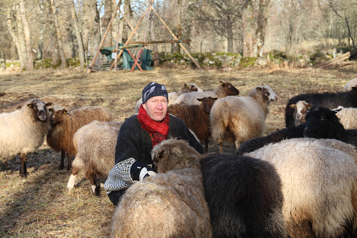 Johanio Karonen är fårbonde vid sidan av sitt jobb på Högskolan i Skövde. »Jag är riktigt stolt över både köttet och skinnen«, säger han.