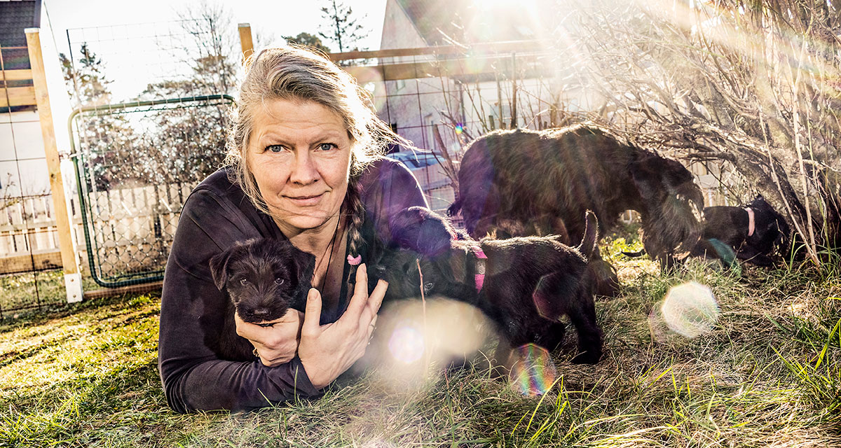 ”Schnauzer är ingen förstagångshund, de kräver en fast hand”, säger Maria Ringbom om sina älskade hundar.