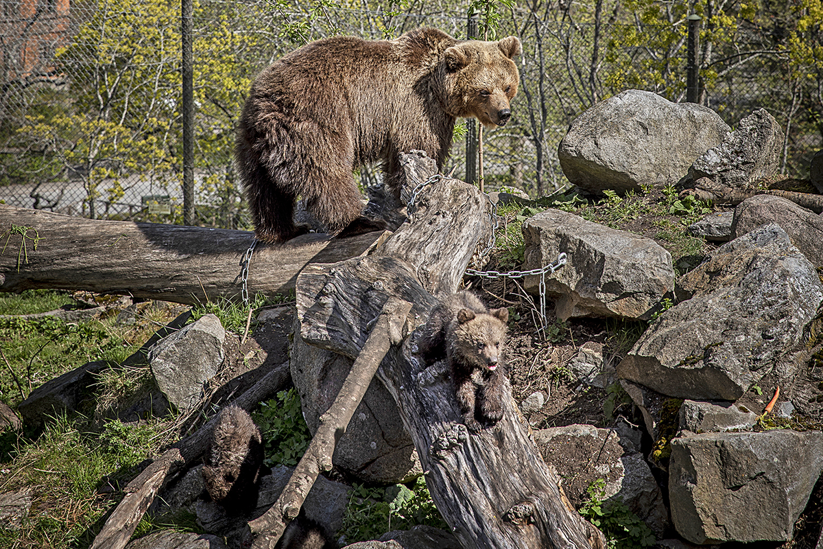 Vanligtvis har björnungarnas lek en storpublik. Nu ligger både Skansen och staden nedanför tyst och öde.