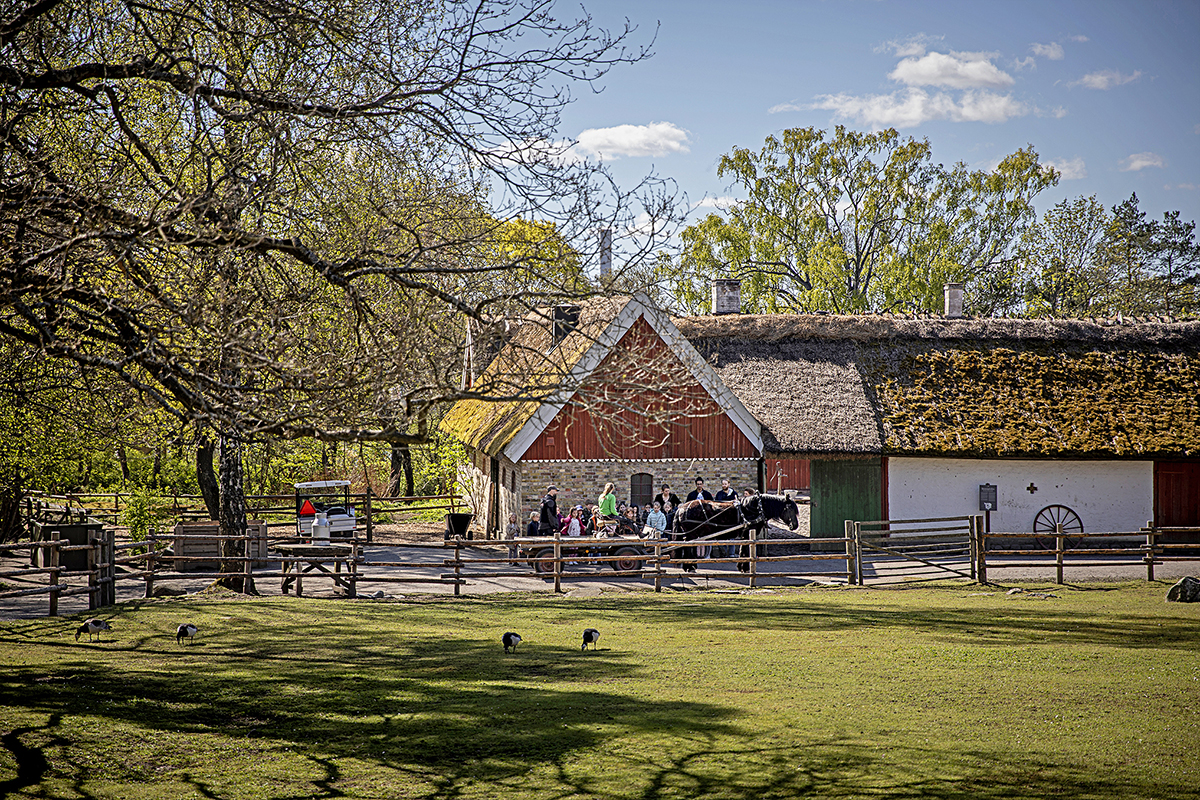 Så här års brukar det vimla av skolklasser på Skansen, men denna vår har de flesta ställt in sina besök. Den enda klass som vågat sig hit på flera veckor får avsluta visningen med att åka häst och vagn.