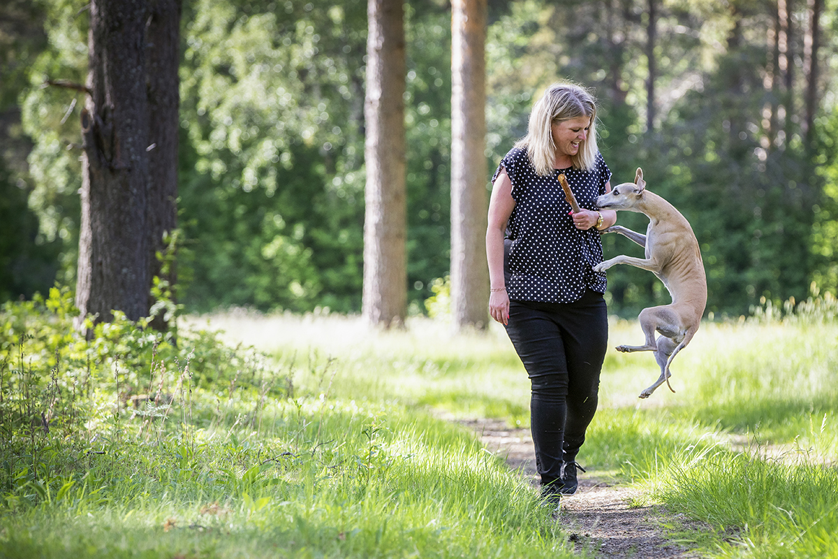 “En del tycker nog att jag är en ‘crazy whippet lady‘”, säger  Sofia Sandström som har haft whippethundar i 35 år. På fritiden är hon redaktör för tidningen Whippet Bladet och styrelseledamot i Svenska whippetklubben.