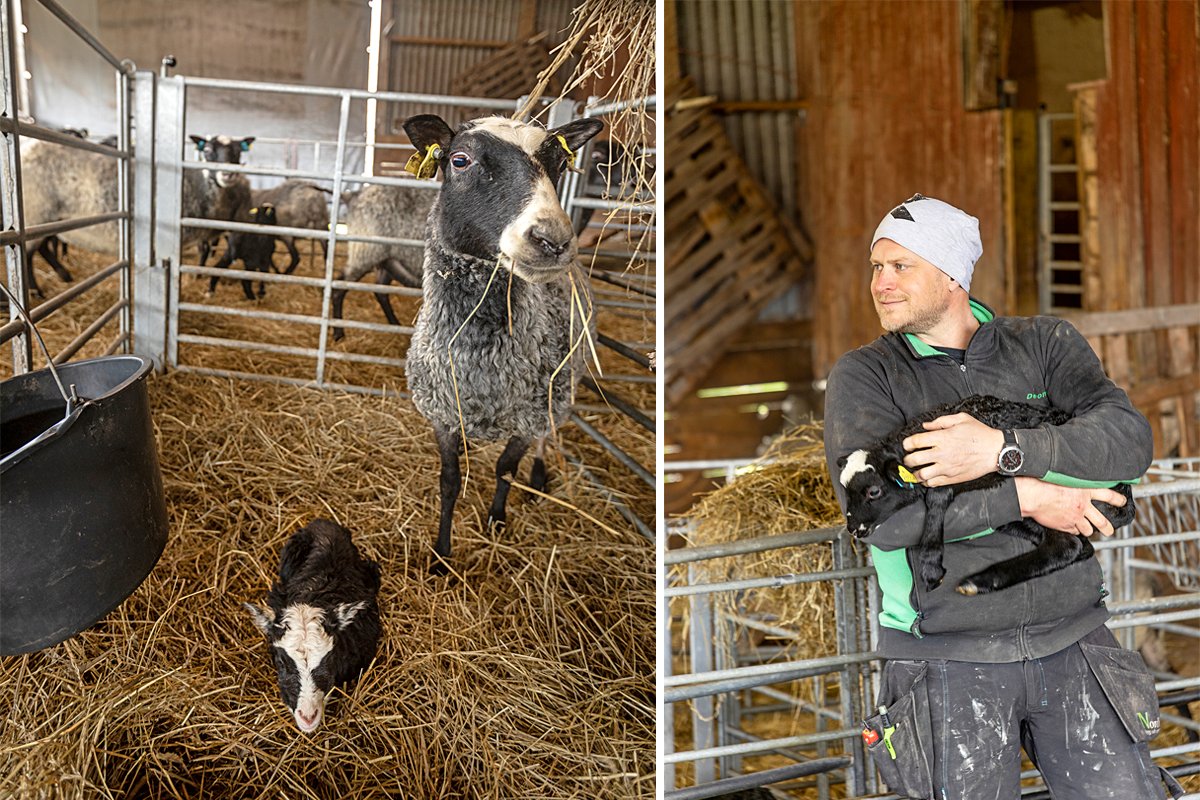 Fårbonden Robert har 65 får. När hans gård får besök av länsstyrelsen har flera av tackorna precis lammat.
