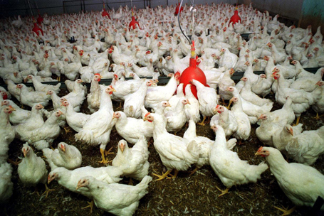 Som nya skattekontoret? Liknelsen med en hönsfarm uppskattades inte av Skatteverkets kommunikationschef.