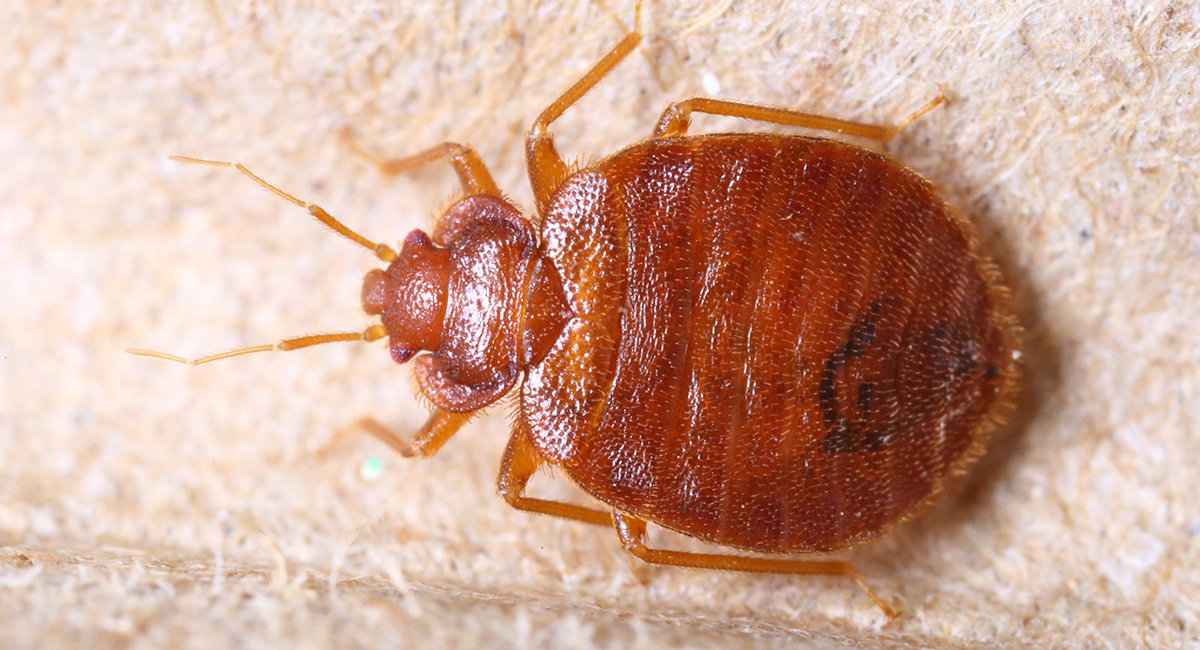 Vägglus, Cimex lectularius.